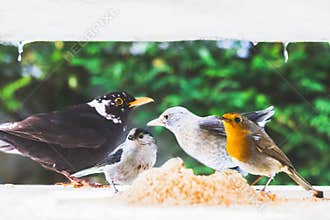 Birds in a manger in winter