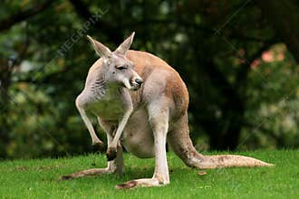 Red Kangaroo