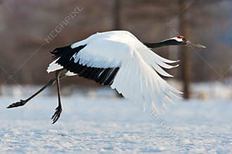 Japanese Red-Crowned Crane
