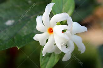 Nyctanthes arbor tristis night flowering jasmine, parijat, Gangaseuli, Jharaa sephali, Siuli flower blooming in nature with bea