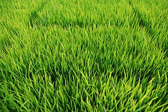 Green grass