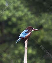 Kingfisher on a stick by the lake