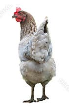 Beautiful chicken hen isolated on white background.