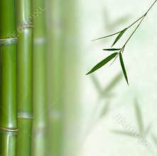 Bamboo