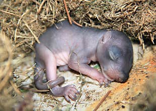 Baby squirrel sleeping in a nest