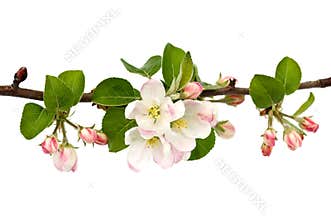 Apple-tree branch.