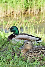 Wild duck couple resting near the river.