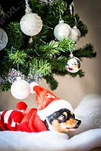 Miniature pinscher resting under Christmas tree