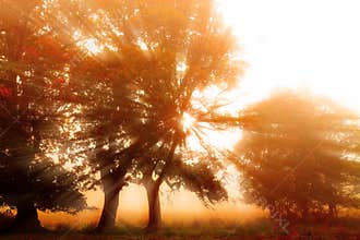 Sun rays shining through trees on a misty morning at sunrise