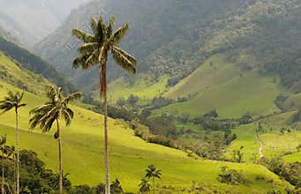 Wax palm trees of Cocora Valley, colombia