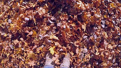 Man who walking on ground fallen yellow and withered leaves on sunny autumn day