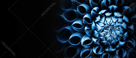 Details of blue dahlia flower macro photography. Low key photo emphasizing texture, high contrast and intricate floral background