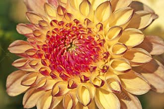 Semi opened dahlia flower colored in bright red and yellow