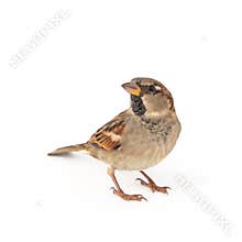 Male House Sparrow passer domesticus isolated on a white background
