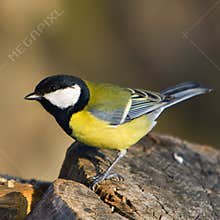 Blue tit