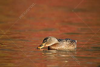 Mallard Duck swimming on orange water in Fall at Dusk