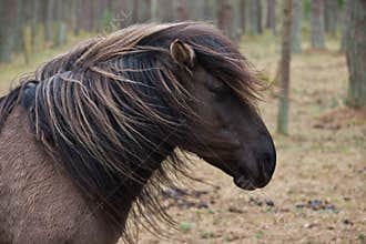 Young wild horse with its mane blowing in the wind