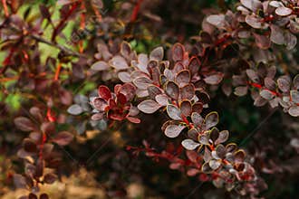 Leaves On Bush Of Berberis Thunbergii, The Japanese Barberry, Th