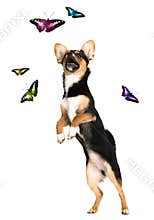 Puppy isolated on white