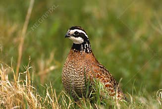 Bobwhite Quail Male