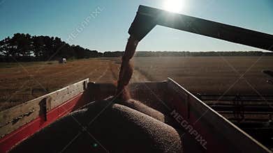 Detailed view of a steady stream of grains wheat funneled through a combine extension arm into truck container
