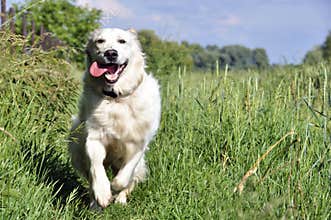 Happy golden retriever