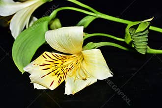 Very pretty multicolor flowers close up