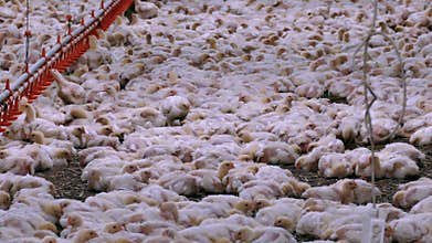 Broilers chickens at the farm