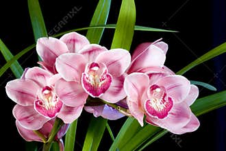 Cymbidium Orchids