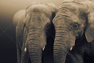 African Elephants,Loxodonta africana, standing with the sun rising behind