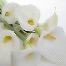 Cala Lily Bunch