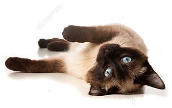 Siamese cat