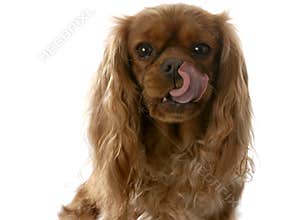 Dog licking lips