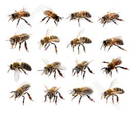 Set with honey bees
