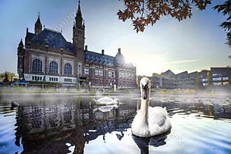 Swan swimming in Autumn mist