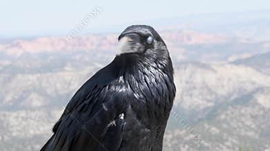Raven Portrait at Bryce Canyon