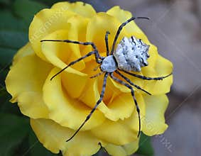 Spider on a flower