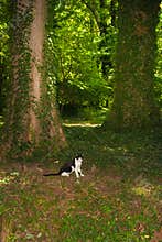 Domestic cat explore the forest