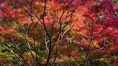 Japanese autumn maple forest