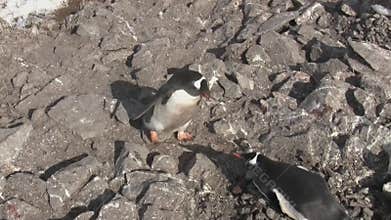 Male Gentoo Penguin who carries a stone in a nest located on a rock