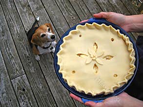 Unbaked pie and beagle
