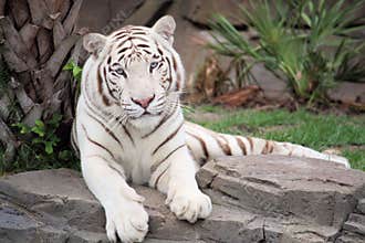 White tiger