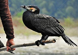 Double Crested Cormorant with Beak Tied Shut in Guilin, China