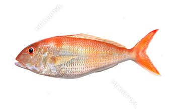 Big Orange Perch