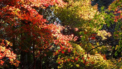 Japanese autumn maple forest