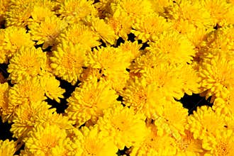 Yellow Chrysanthemum Background