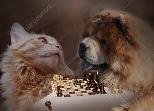 Cat and dog play a chess