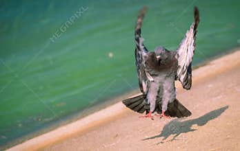 Pigeon colored on the grass