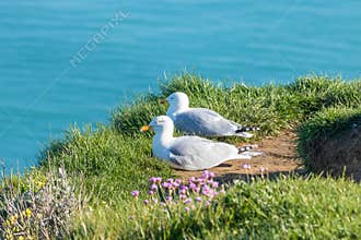 Aiguille Etretat cliff on the sea side and limestone cliffs