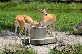 Gazelles: Drinking from the well